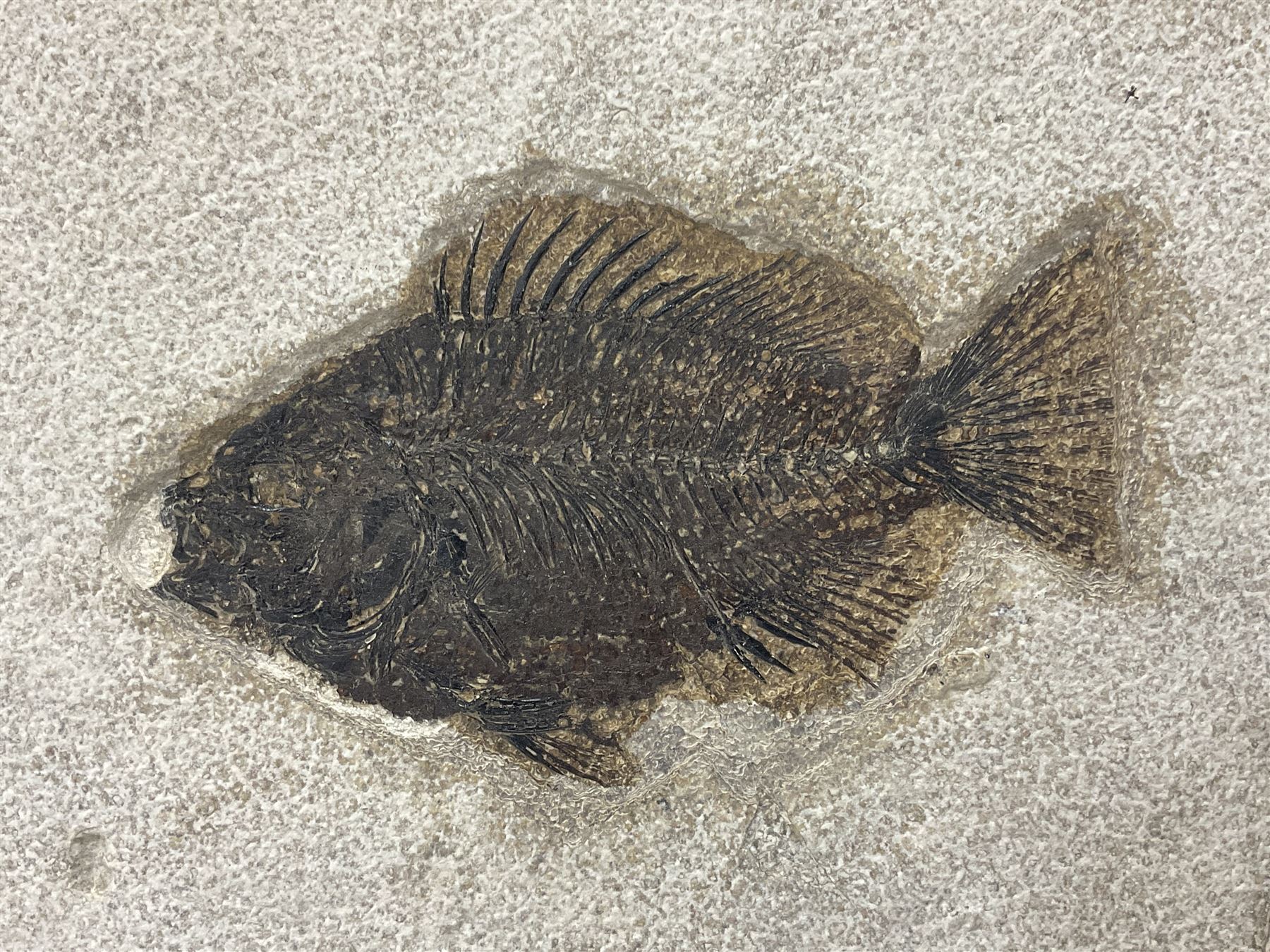 Fossilised fish group in a single matrix; freshwater fish presentation from the prehistoric system of three lakes known as the Green River Formation, featuring Priscacara, Phareodus testis, Diplomystus dentatus
 H59cm, L97cm