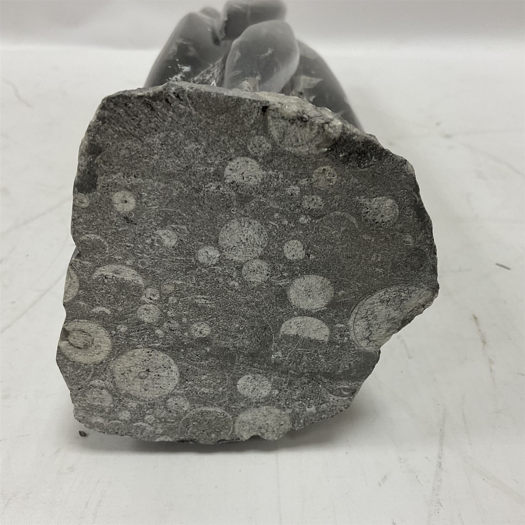 Orthoceras fossil tower, age: Devonian period, location: Morocco, H33cm