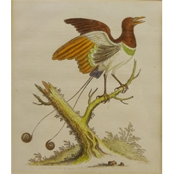  The King of the Greater Birds of Paradise', etching hand coloured from A Natural History of Birds after George Edwards (British 1694-1773) 23cm x 20cm  