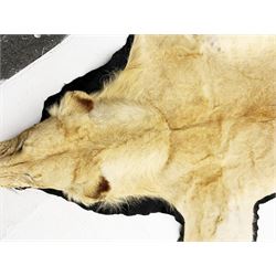 Taxidermy: African Lioness (Panthera Leo), full lioness skin and head mount, with black felt backing, L279cm