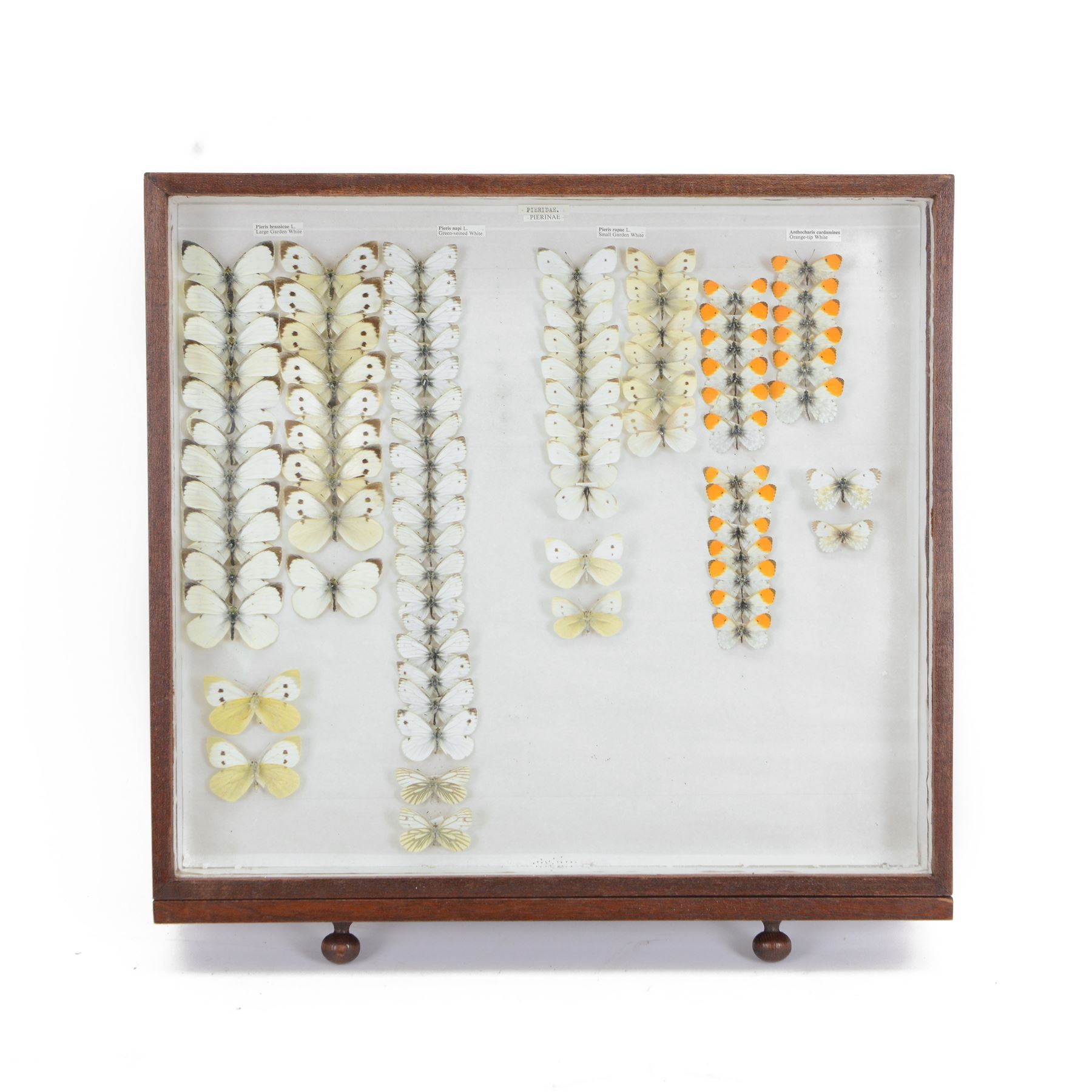 Entomology: Single glazed draw display of British butterflies, circa 20th century, containing approximately eighty British Pieridae specimens, with attached data labels, all pinned, H42cm, W46cm