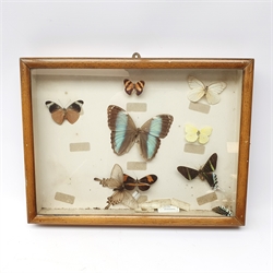 Taxidermy: Curlew (numenius aequath), full mount, approximately H39.5cm, together with a Swift, full mount, two wasps nests in open fronted display case W30cm H38cm; an ostrich egg; three bird of prey masks; framed case of butterflies including Morpho, (a/f), and ferret muzzle