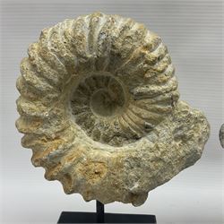 Pair of ammonite fossils, each individually mounted upon a rectangular wooden base, age; Cretaceous period, location; Morocco, H22cm