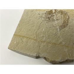 Two fossilised shrimp (Aeger tipularius) each in an individual matrix, age; Cretaceous period, location; Carpopenaeus callirostris Hjoula, Lebanon, largest matrix H9cm, L10cm