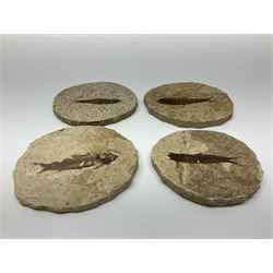 Four fossilised fish (Knightia alta) each in an individual matrix; age; Eocene period, location; Green River Formation, Wyoming, USA, largest matrix H8cm, L10cm
