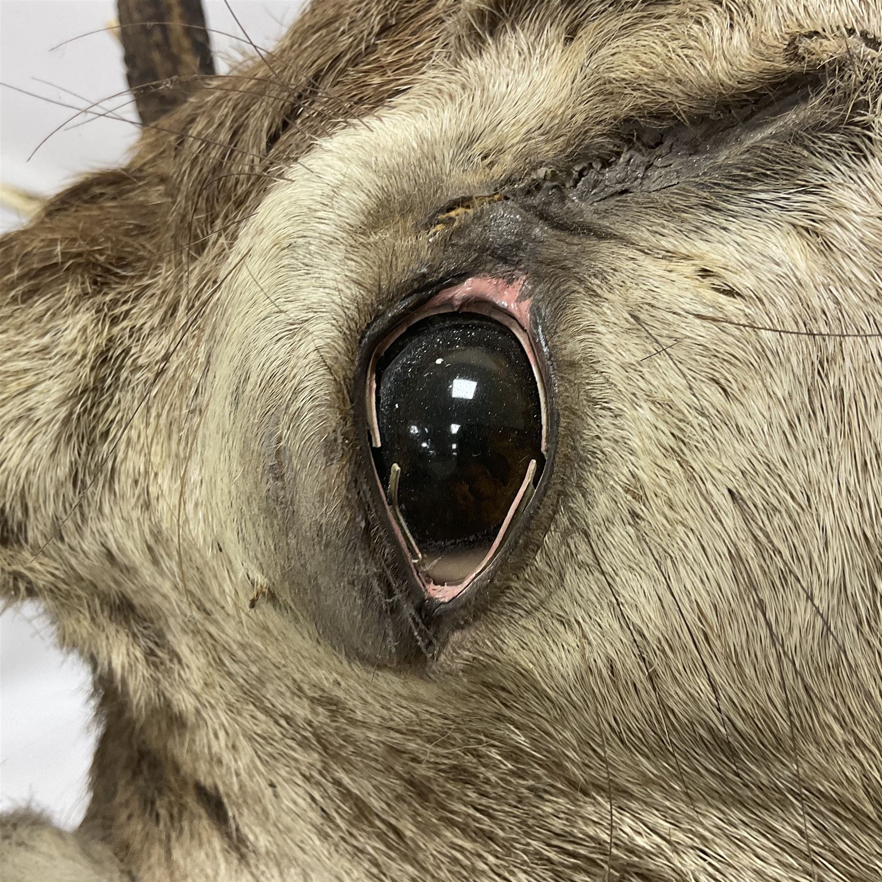 Taxidermy: Red Deer (Cervus elaphus), adult male imperial stag shoulder mount looking straight ahead, eleven point antlers, mounted upon a shaped wooden shield, D65cm