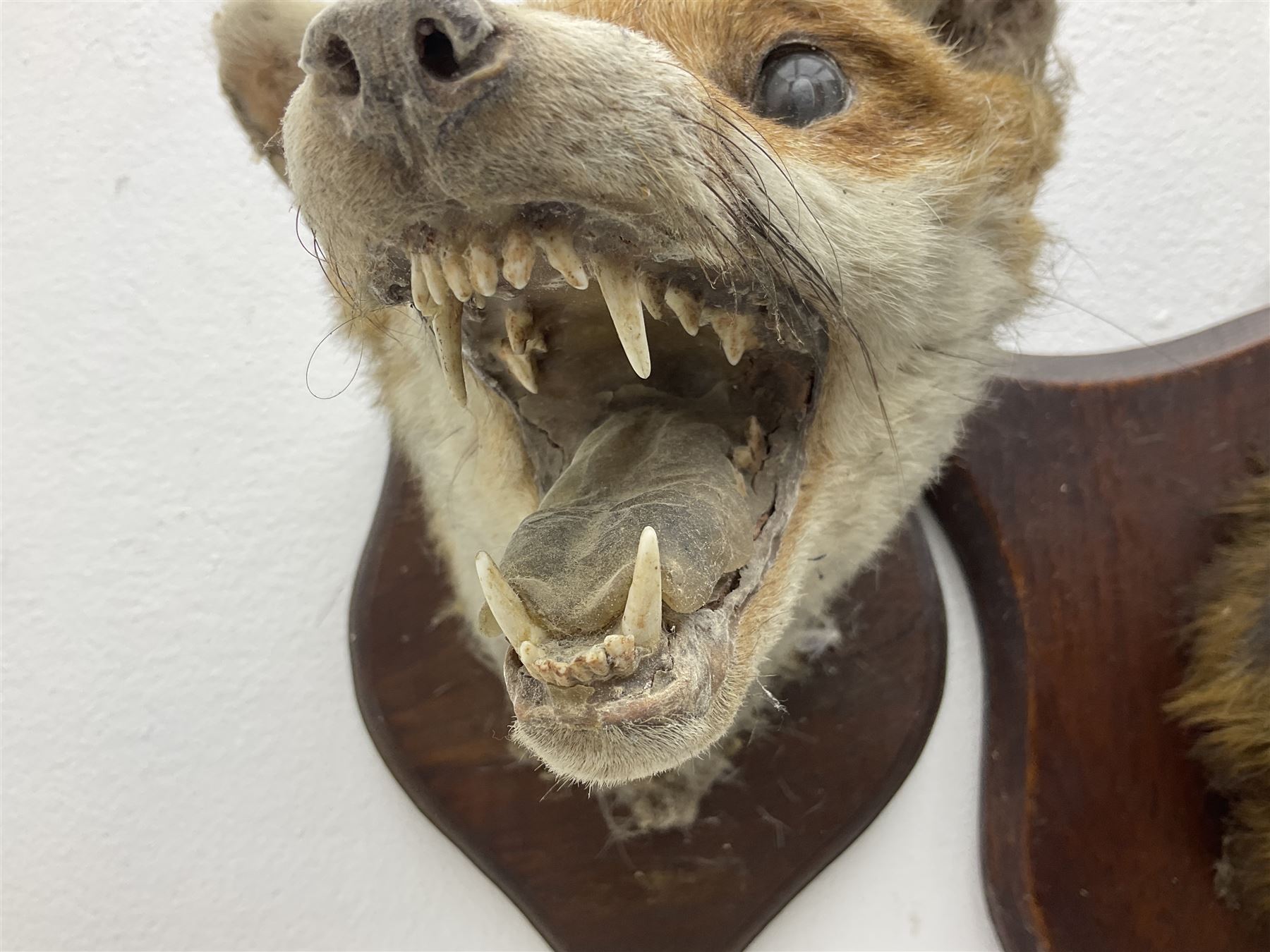 Taxidermy: Red fox masks (vulpes vulpes), the first example an unusual dark coloured adult head looking straight ahead, the second mount turning to the right with mouth agape bearing teeth, both on wooden shields 