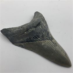 Megalodon (Otodus Megalodon) tooth fossil, age; Miocene period, H9cm, W7cm