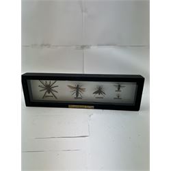 Entomology: Single glazed display of insects, circa 20th century, single glazed display containing five various specimens, comprising South American Tarantula, two specimens of Tarantula Hawk Wasp, Asian Hornet and Common Wood Wasp, pinned upon foam backing, enclosed within a glazed ebonised display case, H74cm, L24cm