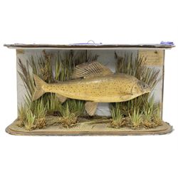 Taxidermy: Grayling (Thymallus thymallus