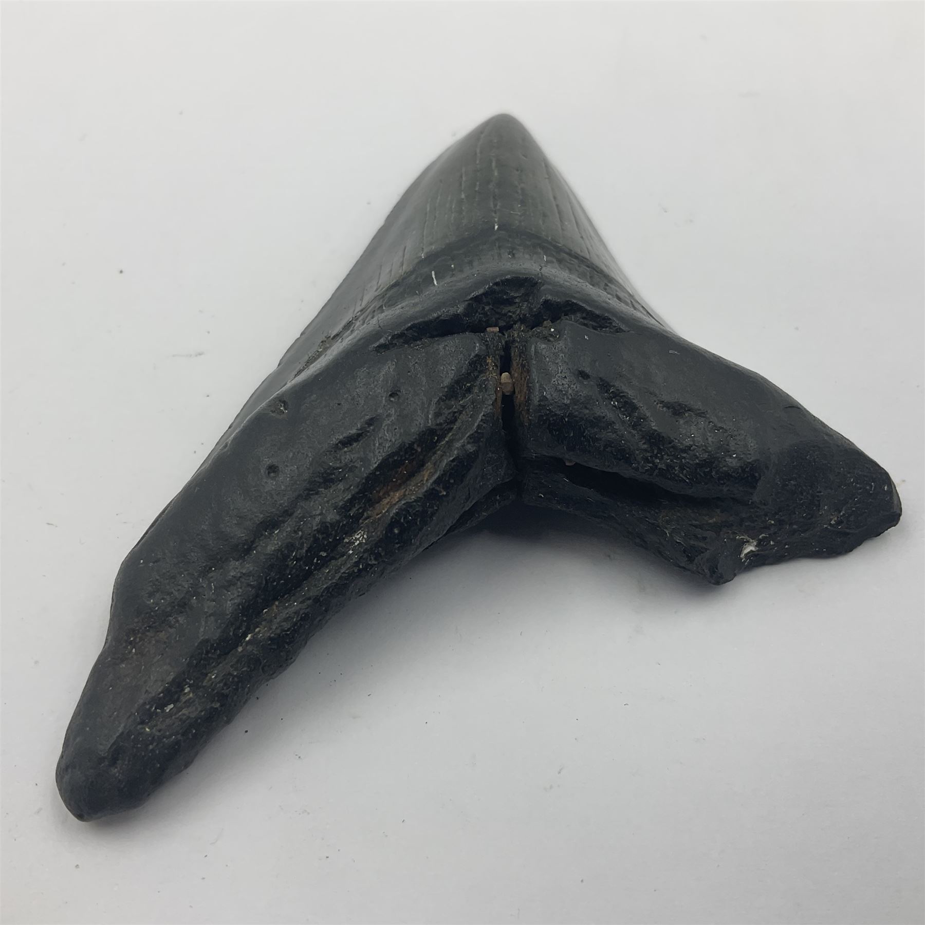 Black Megalodon (Otodus Megalodon) tooth fossil, age; Miocene period, H7cm, W9cm