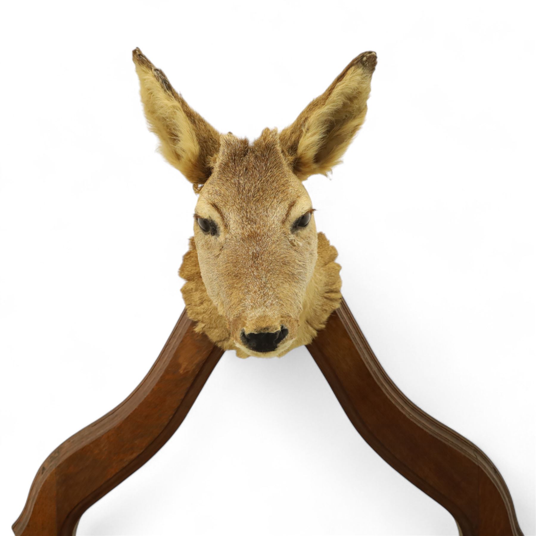 Early 20th-century taxidermy decorated wall-mounted gun rack, shaped oak frame fitted with used shotgun cases and mounted with hooves designed to hold shotguns horizontally, surmounted with a taxidermy deer head 