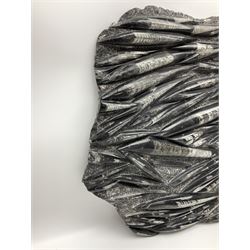 Large Orthoceras fossil group, age: Devonian period, location: Morocco, H68cm, L62cm