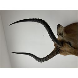 Taxidermy: Common Impala (Aepyceros melampus), adult male shoulder mount looking straight ahead, approximately H90cm