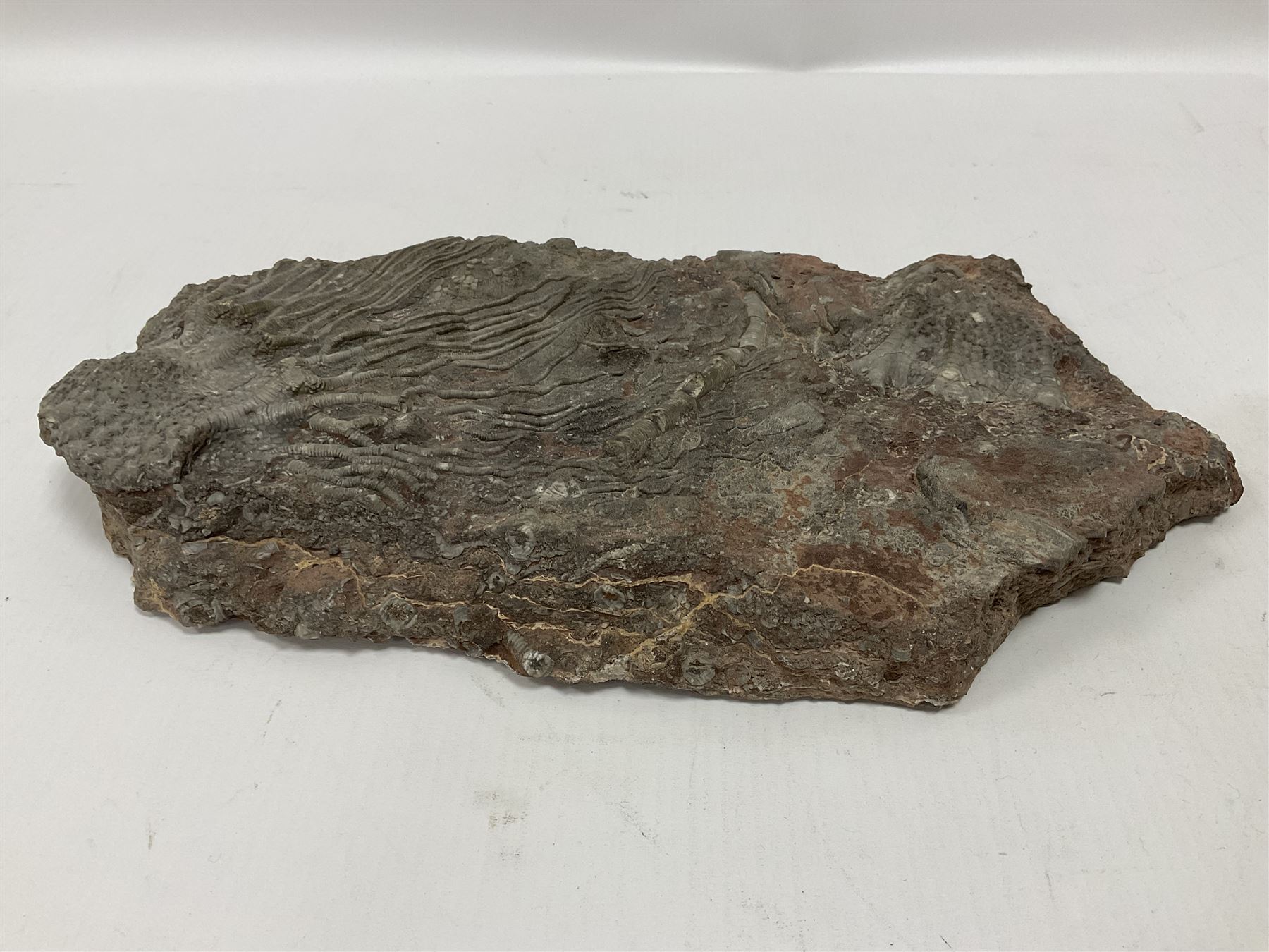 Crinoid sea bed plaque, with partial Scyphocrinites crinoid specimen, age; Silurian period, location; Morocco, L32cm L17cm 