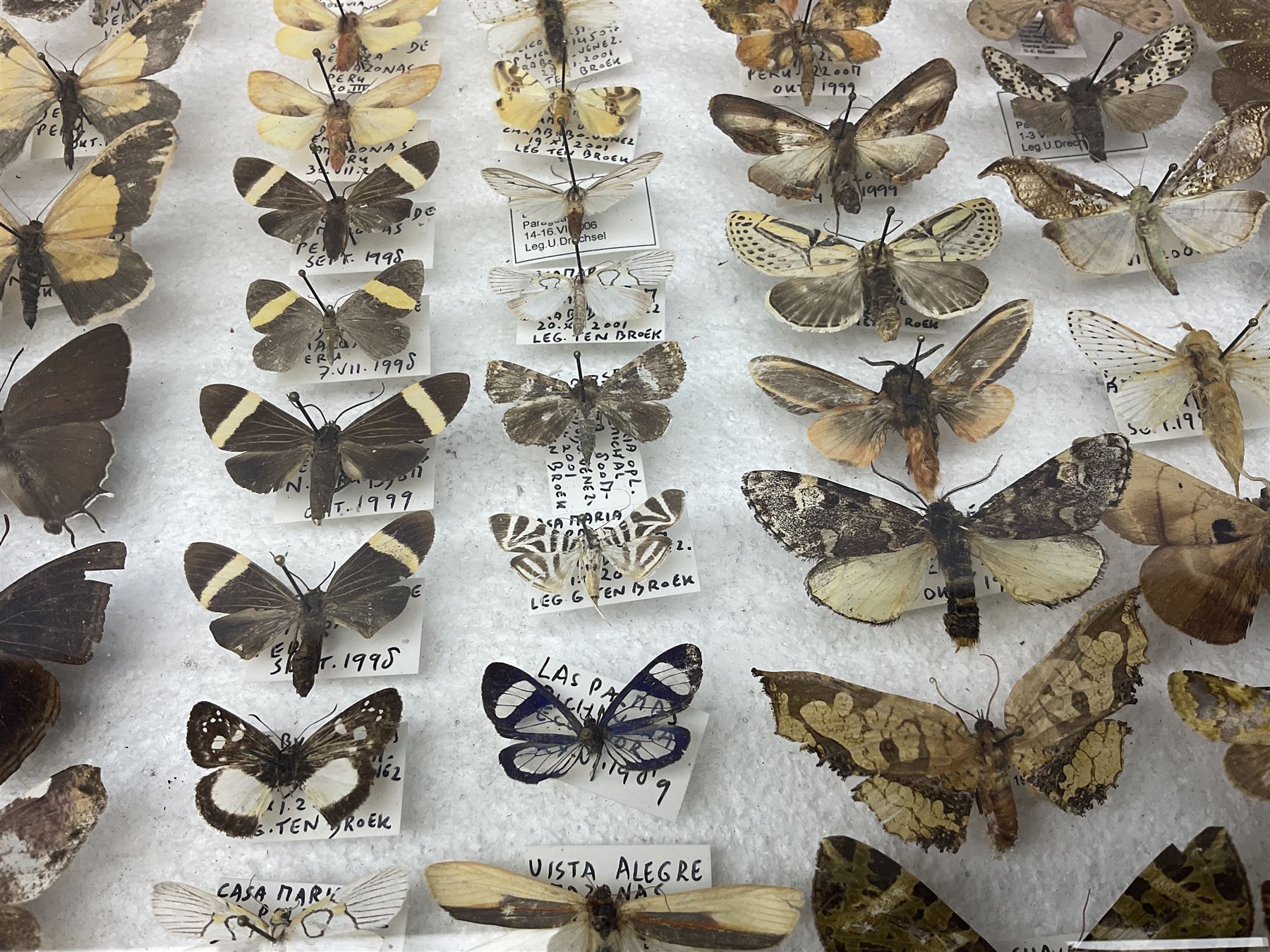 Entomology: Glazed entomology collector's drawer display of African and Asian butterflies and moths, a colourful display of one hundred and twenty six assorted specimens, collected from various regions of Africa and Asia, each with attached data labels, H50cm, W40cm