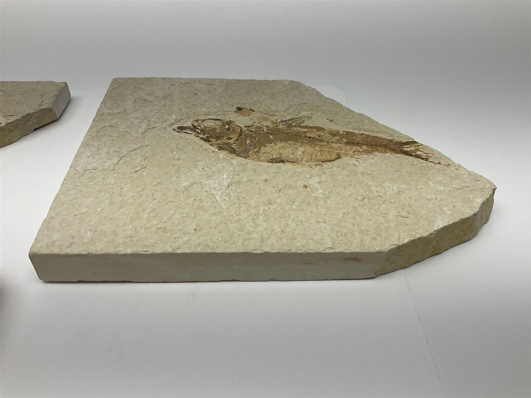 Three fossilised fish (Knightia alta) each in an individual matrix; age; Eocene period, location; Green River Formation, Wyoming, USA, largest matrix H13cm, L18cm