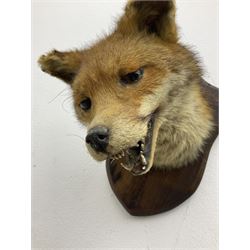 Taxidermy; Red fox mask (Vulpes vulpes), an adult head mount looking straight ahead, with mouth open bearing teeth, mounted upon a oak shield, H30cm 