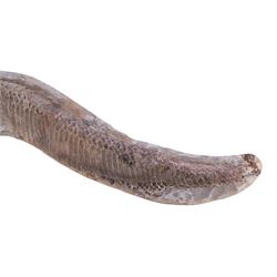 Fossilised fish specimen, Aspidorhynchus Compotoni (Garfish), age; Cretaceous Period, location; Santana Formation, Brazil, L54cm