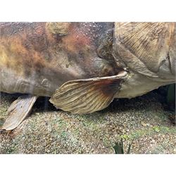 Taxidermy; Cased Mirror Carp (Cyprinus carpio carpio) a large preserved skin mount 
in a naturalistic setting set against blue painted back drop, enclosed within a glass bow fronted case, the interior bearing a label 'Carp Redmire Lake 12 lb 4 oz Oct 67' H42 cm W87 cm D27 cm