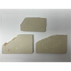 Three fossilised fish (Knightia alta) each in an individual matrix, age; Eocene period, location; Green River Formation, Wyoming, USA, largest matrix H9cm, L15cm