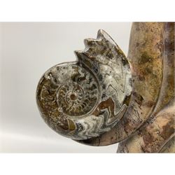 Goniatite sculpture, displaying two Goniatites within a polished and shaped matrix, age; Devonian period, H56cm