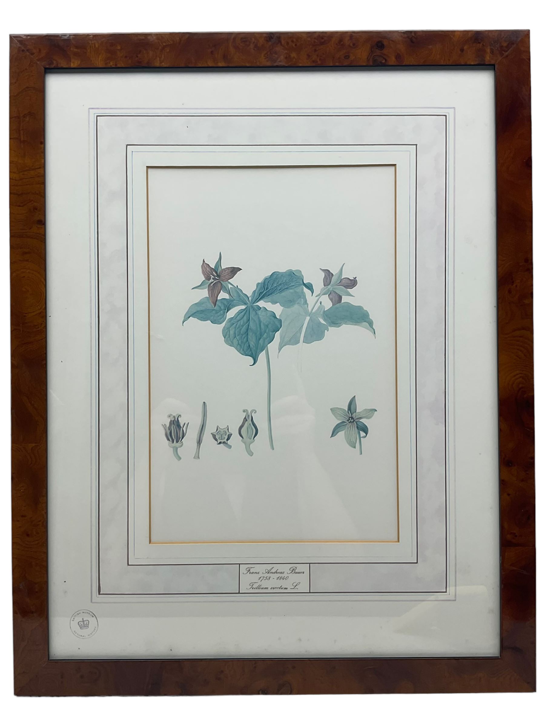 After Franz Andreas Bauer (Austrian 1758-1840): Botanical Studies, set of three limited edition prints for the Natural History Museum together with a set of four other prints from the Reeves Collection with British Museum stamps, certificates verso max 32cm x 21cm (7)