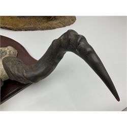 Taxidermy; Ring-necked Pheasant (Phasianus colchicus), adult female mount on open display, together with Pair of Hartebeest (Alcelaphus buselaphus) horns with upper skull, mounter upon a wooden shield, pheasant H40cm 