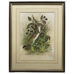 Colin Wilkinson (British 20th century): Study of a Stoat, watercolour signed 35cm x 26cm