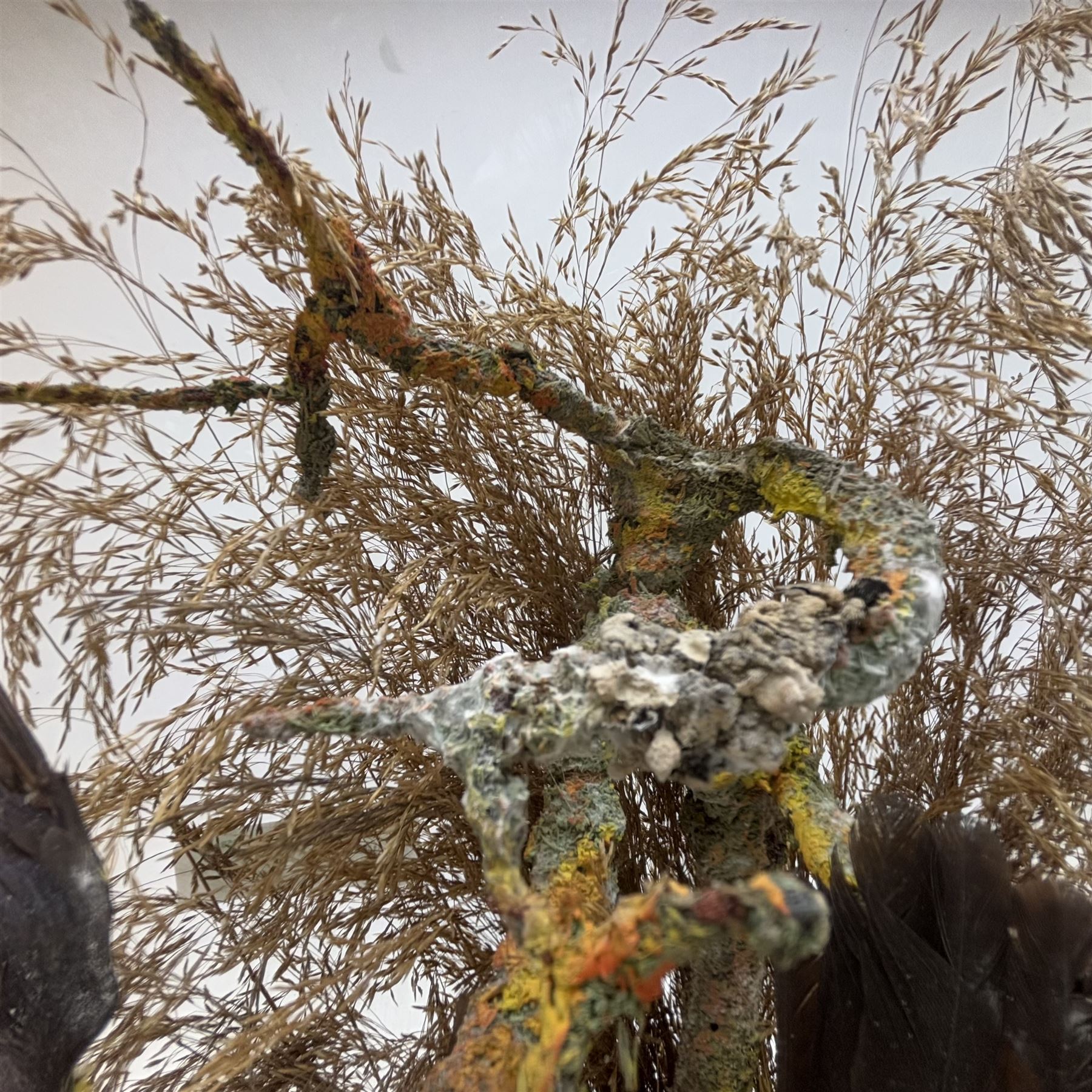 Taxidermy; Victorian bird diorama, containing several birds to include, Scarlet Finch (Carpodacus sipahi), Blue Bacnis (Dacnis cayana), Golden Fronted Whitestart (Golden Fronted Whitestart),  perched on branches, on an oval ebonised base, within a glass dome, H40, W35cm