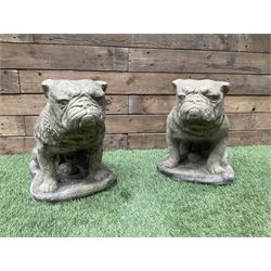 Pair of cast stone garden British bulldogs, on shaped plinths - THIS LOT IS TO BE COLLECTED BY APPOINTMENT FROM DUGGLEBY STORAGE, GREAT HILL, EASTFIELD, SCARBOROUGH, YO11 3TX