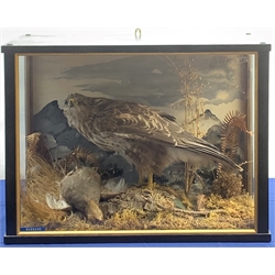 Taxidermy: Early 20th century cased Common Buzzard (Buteo buteo), and kill, in naturalistic setting with lichen, moss, tall grasses and fern, set against a painted mountainous landscape backdrop, enclosed within an ebonized three pane display case, H44.5cm L60cm D30.5cm 