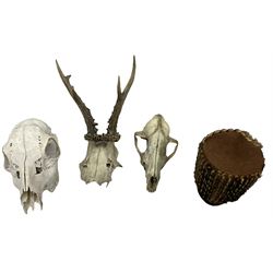 Pair of roe deer antlers on skull, together with two other animal skulls, possibly deer, together with animal skin drum  