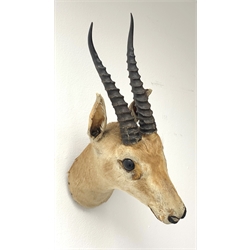 Taxidermy:  Indian Gazelle, head neck mount looking straight ahead, H43cm: The species is listed lower down CITES so If sold/shipped outside of the EU it will require a CITES Re-export permit
