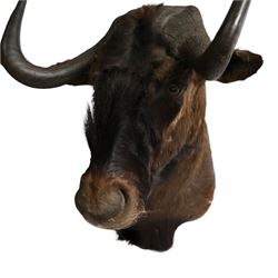 Taxidermy: Black Wildebeest (Connochaetes Gnou), adult male shoulder mount, with head turning slightly to the right, 81cm from wall