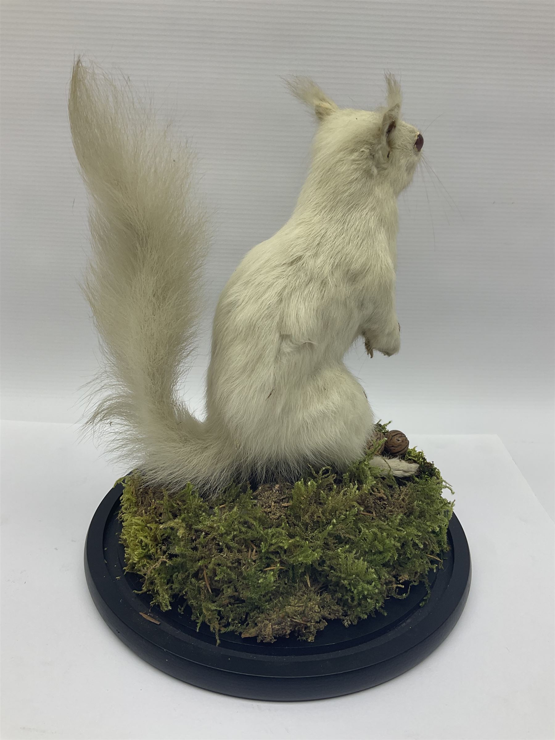 Taxidermy: Victorian albino Squirrel (Sciurus vulgaris), full mount adult, holding a hazelnut, upon naturalistic ground, enclosed beneath later glass dome with ebonised base, H32cm