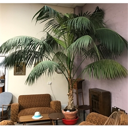 Large palm tree in terracotta pot, approx H400cm