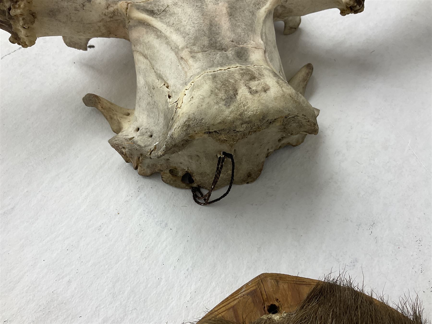 Antlers/horns: European Moose (Alces alces), two pairs of antlers on part upper skulls, one with fur covered frontlet, largest W85cm