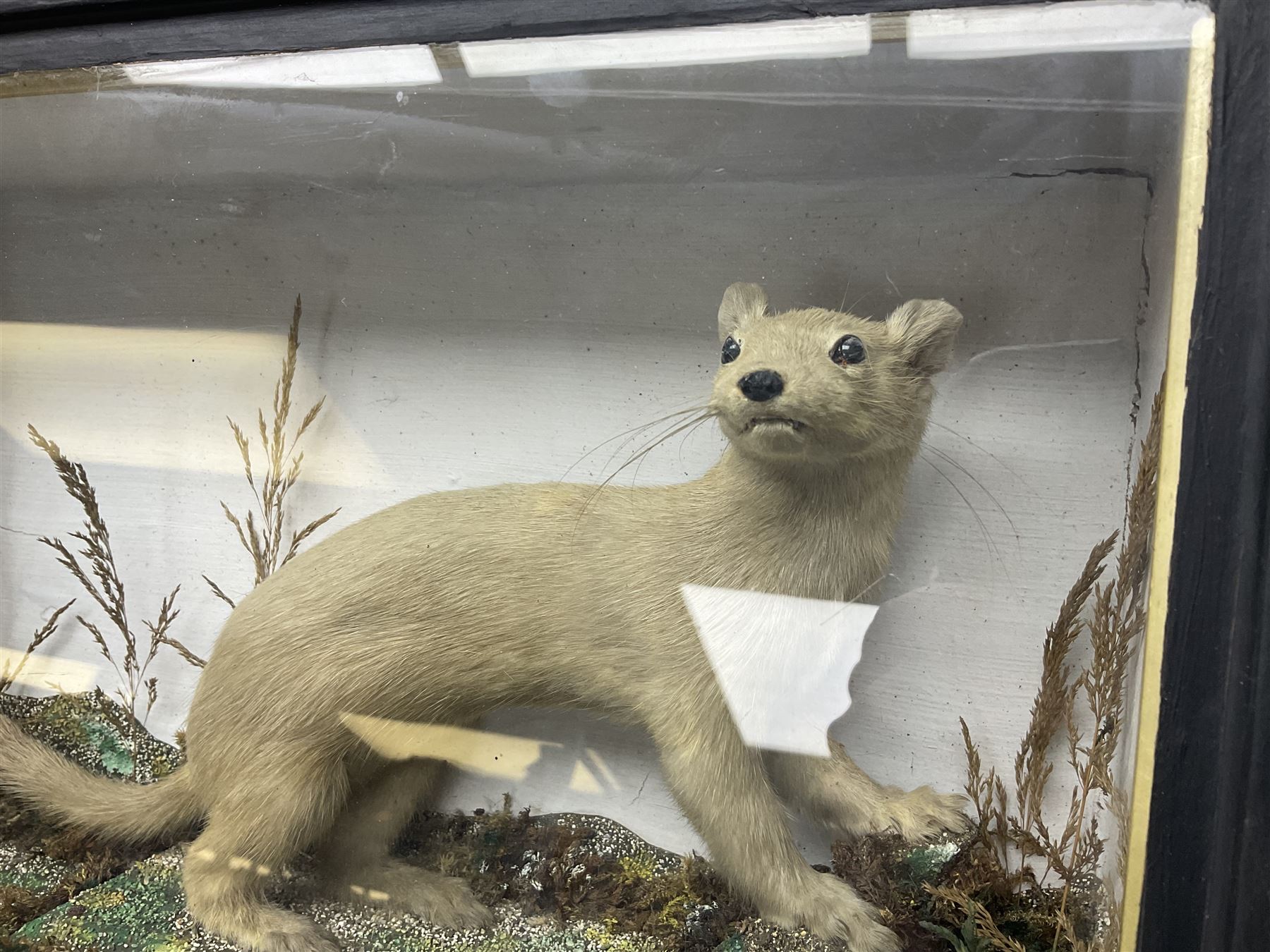 Taxidermy: Red Squirrels (Sciurus vulgaris), full adult mount, climbing a small cut tree stump, in a naturalistic setting, encased within a single pane display case, together with cased Ermine ((Mustela erminea), full adult mount, in a ebonised single pane display case, squirrel case, H35cm, L38cm