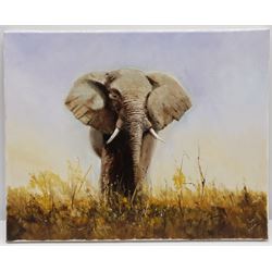 Joe Townend GRA (British 1946-): Elephant, oil on canvas signed 40cm x 50cm (unframed)
