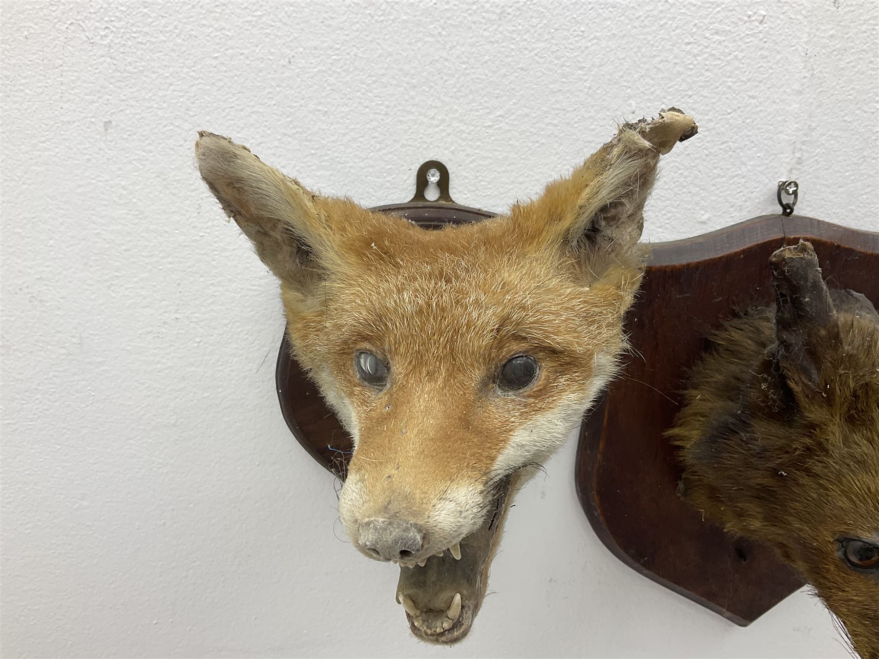 Taxidermy: Red fox masks (vulpes vulpes), the first example an unusual dark coloured adult head looking straight ahead, the second mount turning to the right with mouth agape bearing teeth, both on wooden shields 