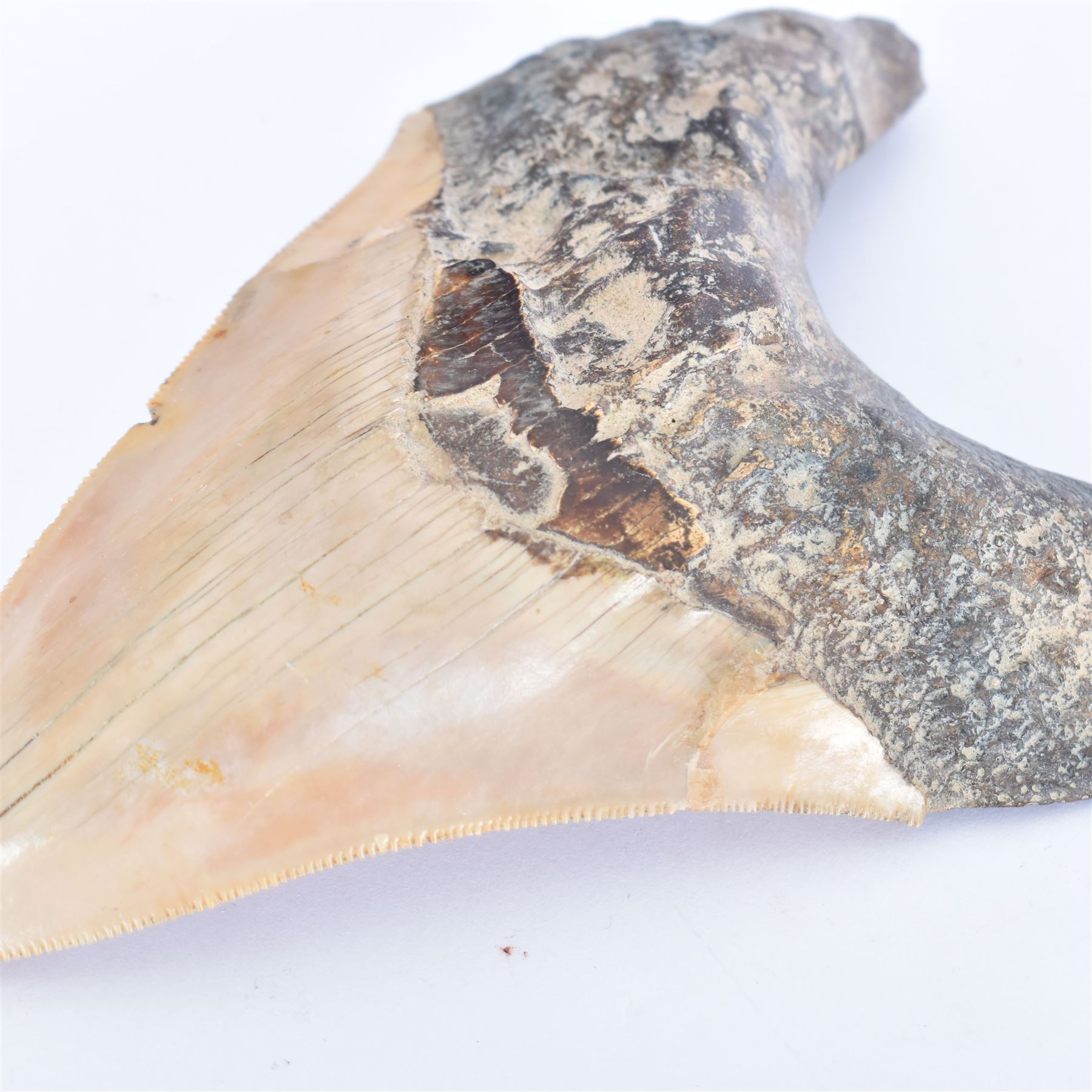 Large Megalodon (Otodus Megalodon) tooth fossil, with fine serrations, age; Miocene period location; Java, Indonisia, H13cm, W9cm 
Notes; Believed to have grown as large as 18 metres, the Megalodon was the largest shark and one of the most dominant marine predators ever to have existed. It roamed the ancient seas for around 20 million years until their extinction around 3.6 million years ago. Megalodon teeth vary in colour and ton. influenced and coloured over the millennia by the conditions in which they are preserved