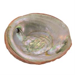 Conchology; Collection of seashells and coral, including Red Abalone shell, Hexaplex Callidinus, verious Cowrie shells, Leopardus cone etc, CITES Appendix II this lot is available to UK buyers only