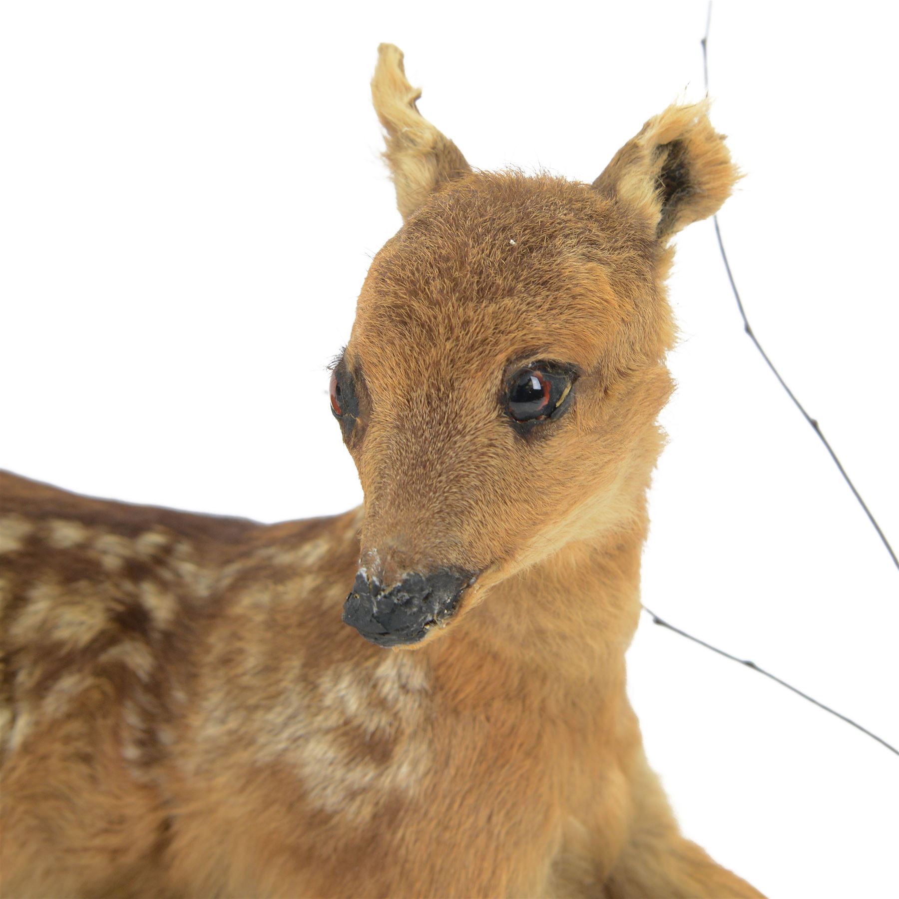 Taxidermy: European Fallow Deer Fawn (Dama dama), full mount fawn in recumbent position, mounted upon a split log base covered with autumn foliage, H30cm, L50cm 