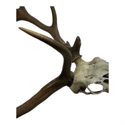 Antlers/Horns; two pair of Red Deer (Cervus elaphus) antlers upon partial skulls