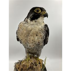 Taxidermy: Victorian cased Peregrine Falcon (Falco peregrinus), full female mount  stood atop a tree stump in a naturalistic ground, enclosed beneath a period oval glass dome with ebonised base, raised upon four bun feet, H54cm D20cm W34cm