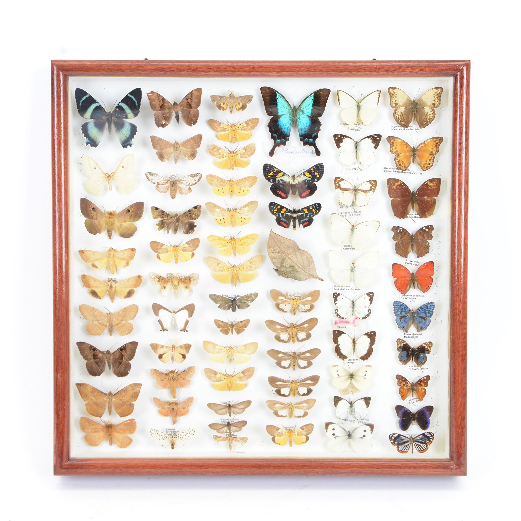 Entomology: Single glazed display of moths and butterflies of the world, circa 20th century, single glazed display containing approximately sixty four various specimens, some with attached data labels, all pinned with named labels, enclosed within a glazed entomology drawer, H46cm, W46cm
