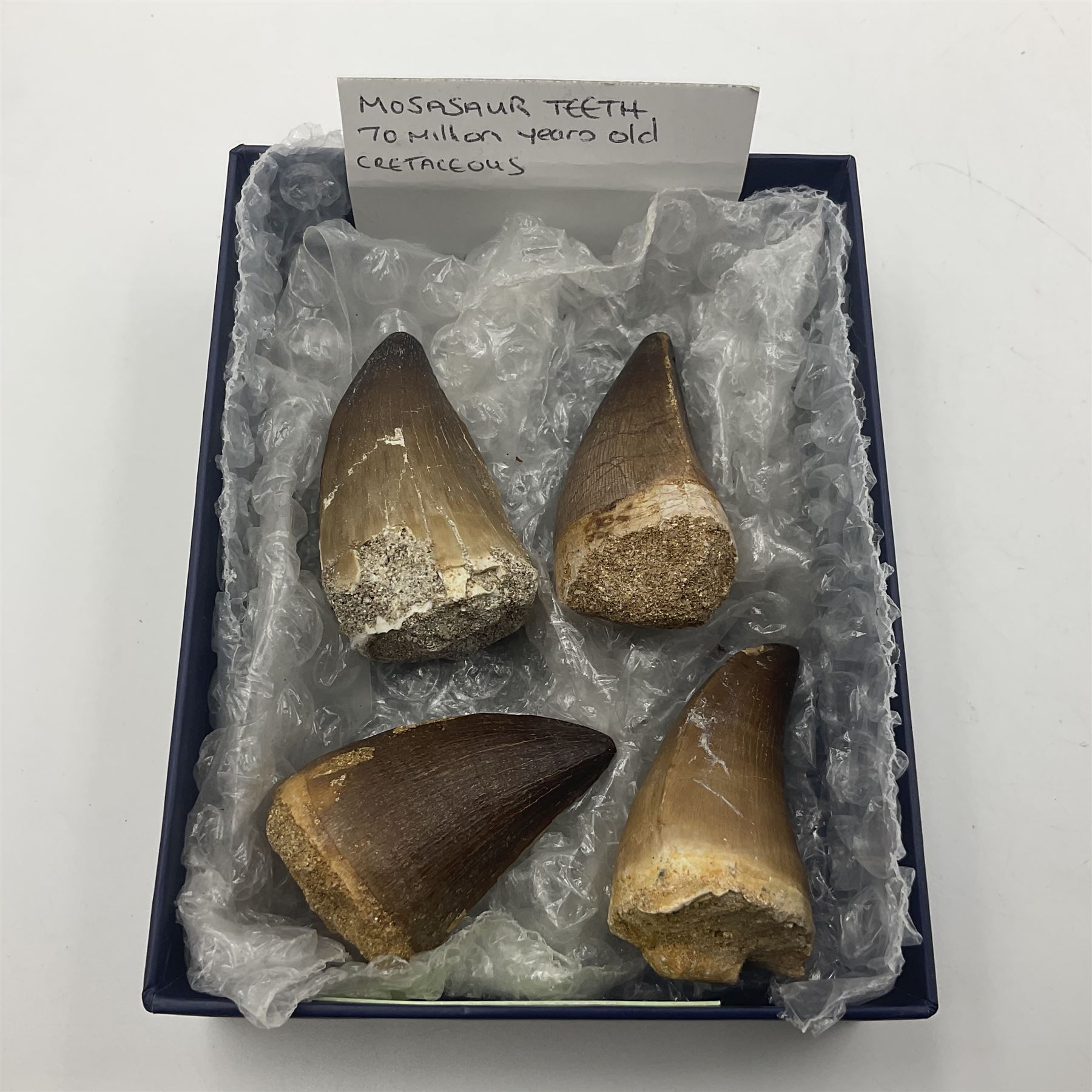 Dragonfly larvae (Libellula doris), together with four Mosasaur teeth, four trilobites (Crotalocephalina gibba) and one other tooth