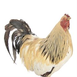 Taxidermy: Cockerel (Gallus gallus domesticus), full adult mount with head turning slightly to the right, on open display, together with taxidermy Pheasant (Phasianus colchicus), full adult male mount on open display, cockerel H43cm 