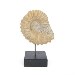 Ammonite fossil, mounted upon a rectangular wooden base, age; Cretaceous period, location; Morocco, H31cm
